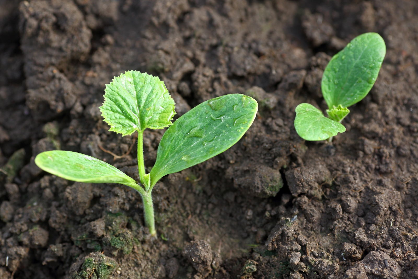 Vegetable Seedling Identification Pictures And Descriptions The Old Farmers Almanac 9843